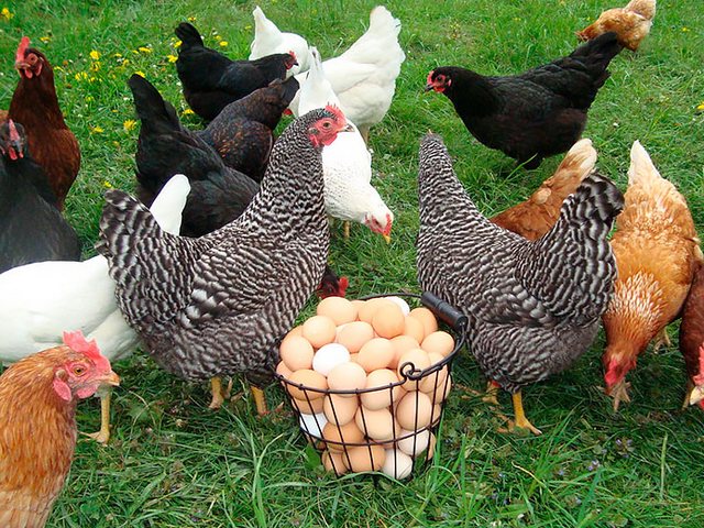 Содержание кур и уход за ними | ЗооТом - продажа, вязка и услуги для животных в Минеральных Водах Содержание кур и уход за ними | ЗооТом - продажа, вязка и услуги для животных в Минеральных Водах