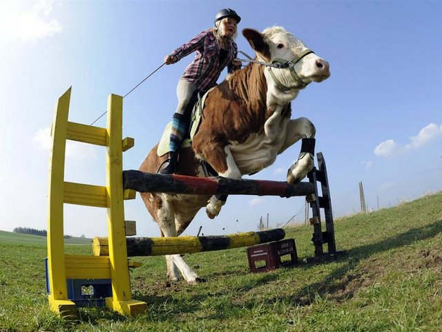 Статьи о коровах в Минеральных Водах | ЗооТом портал о животных