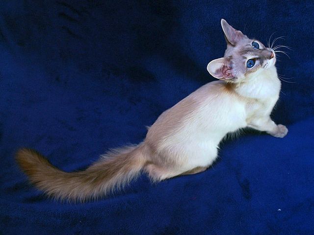 Выведенные породы кошек в Минеральных Водах | ЗооТом портал о животных