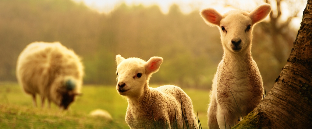 Объявления о сельскохозяйственных животных | ЗооТом - продажа, вязка и услуги для животных в Минеральных Водах