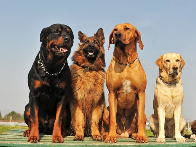 Крупные породы собак в Минеральных Водах | ЗооТом портал о животных